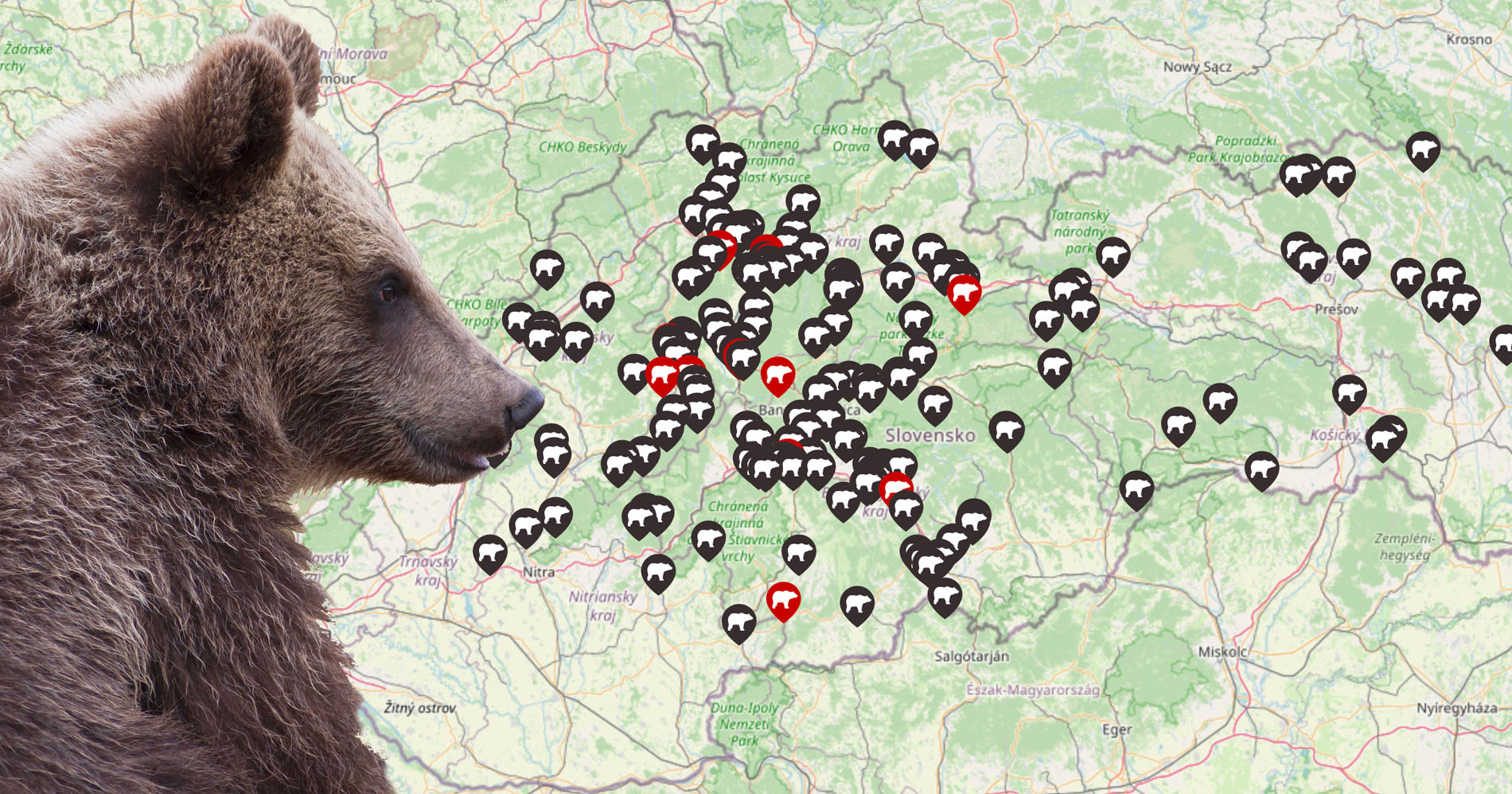 Fotka - Figyelmeztetés a lakosoknak – medve észlelés